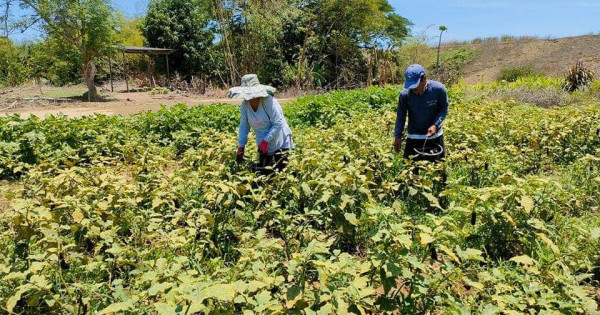 BUHAY SA GULAY IN TANGID, LAOAG CITY | Department of Agrarian Reform