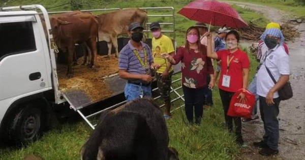 DAR turns over livestock project to a tribal group in North Cotabato ...