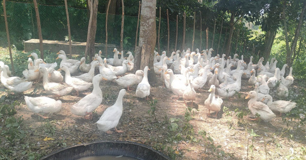 112 heads of Peking ducks turned-over to Kalinga ARBs | News ...