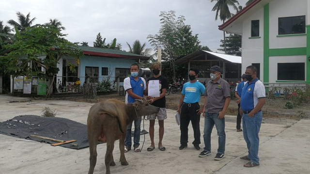 Farmers from SulKud receive carabaos from DAR