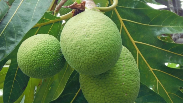 Breadfruit: A versatile tropical wonder