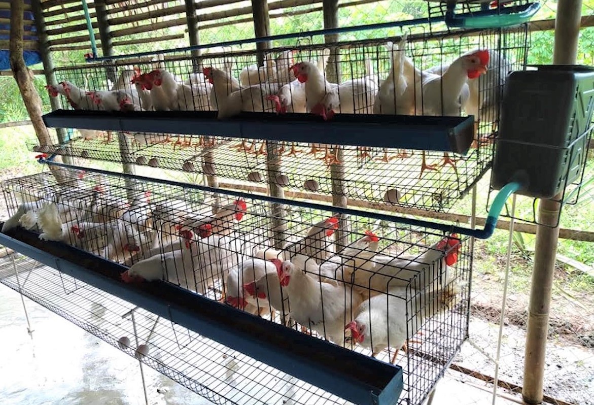 Pilmico Foods and Aboitiz Foundation partner with DAR, provide poultry ...