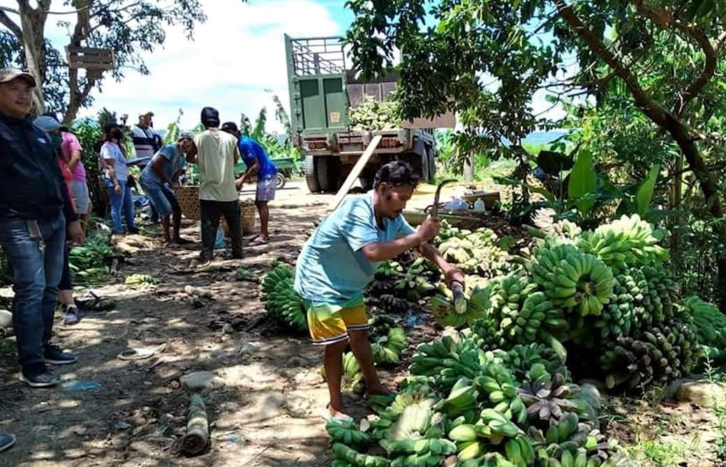 North Cotabato farmers get steady market for their banana products